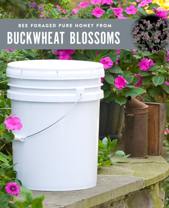 Buckwheat Honey Pail